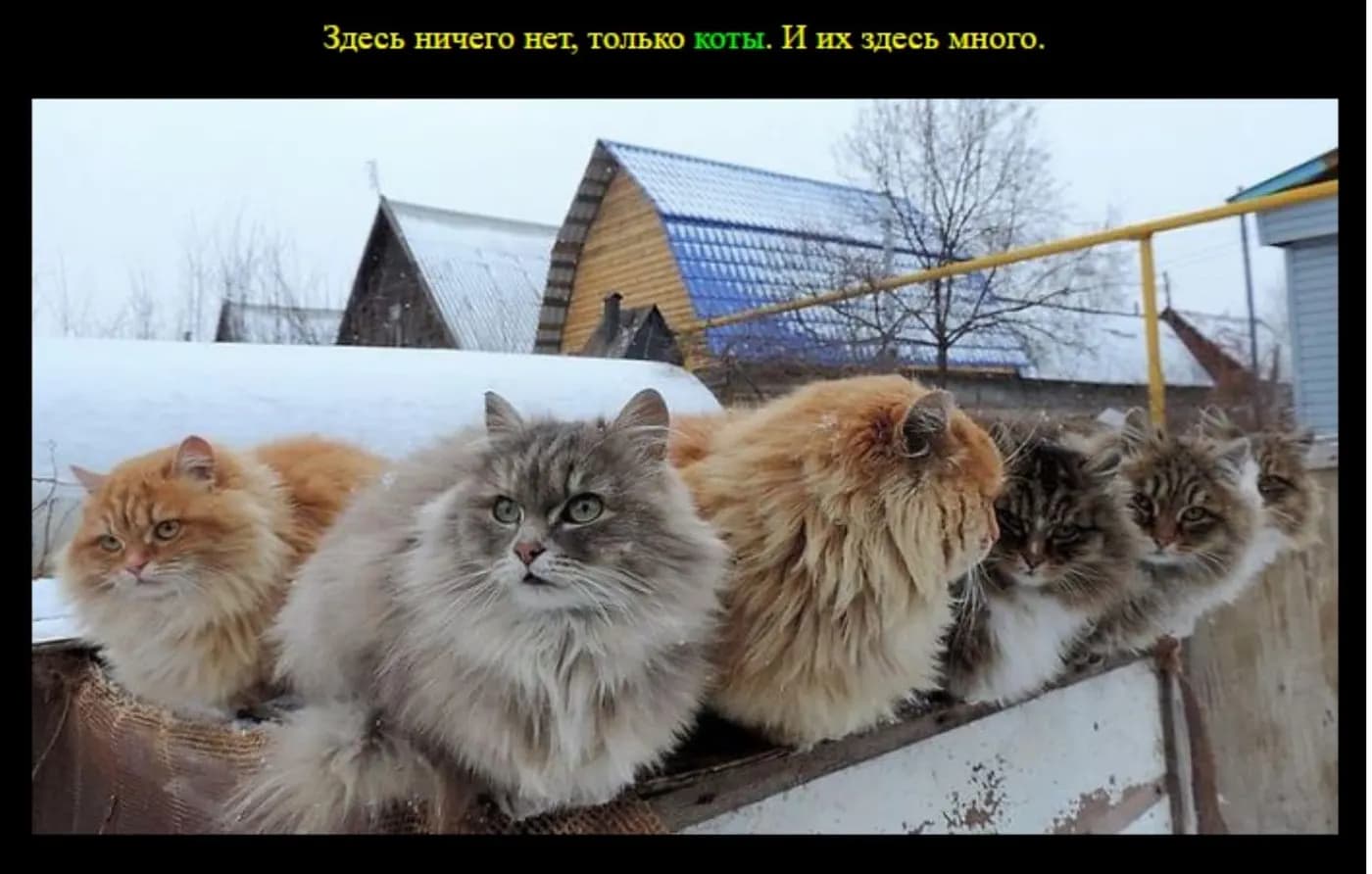Page d'un site du dark web montrant cinq chats alignés sur une planche devant une maison en bois enneigée, sous un titre en russe : « Il n'y a rien ici, seulement des chats. Et ils sont nombreux. »