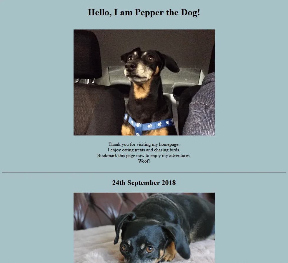 Pepper the dog